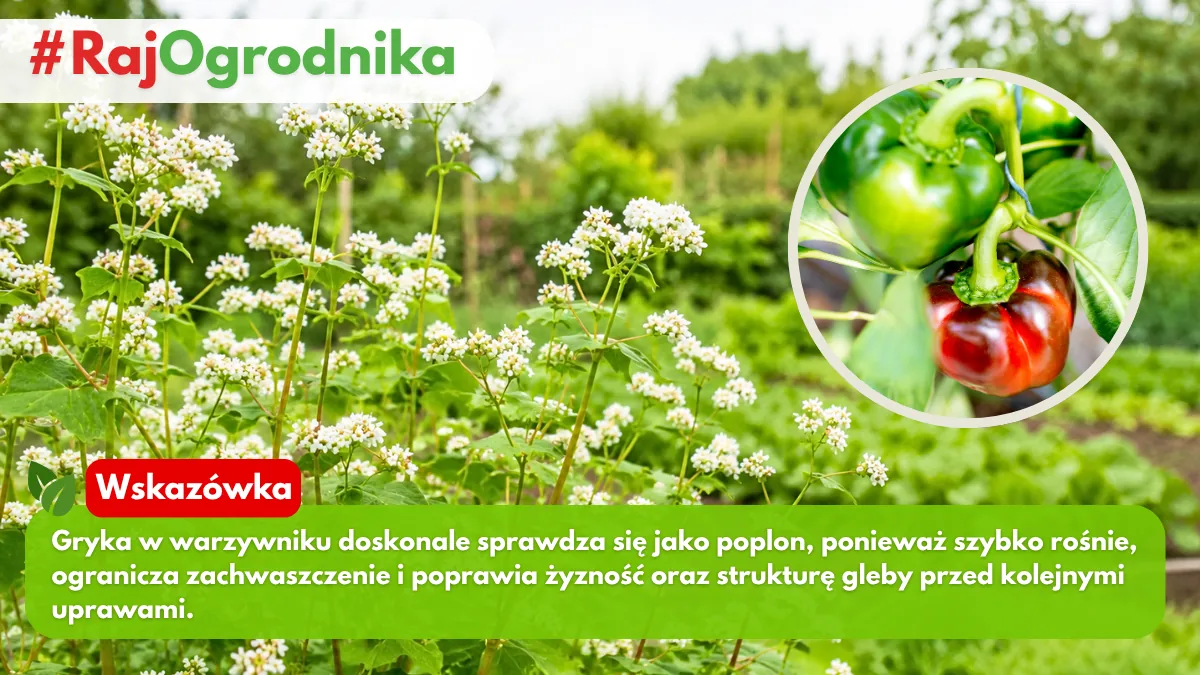Czemu warto siać grykę w ogrodzie warzywnym blog sklep rajogrodnika